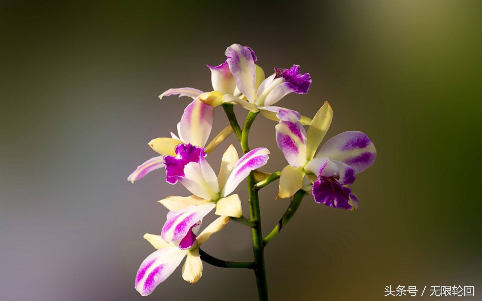 最经典的兰花诗全篇,十首著名的兰花诗句有哪些