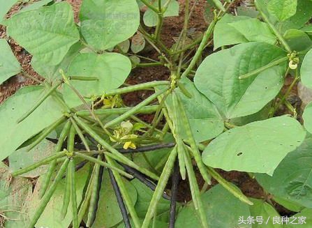 餐桌上常见的本土作物是什么,10种常见的粮食作物