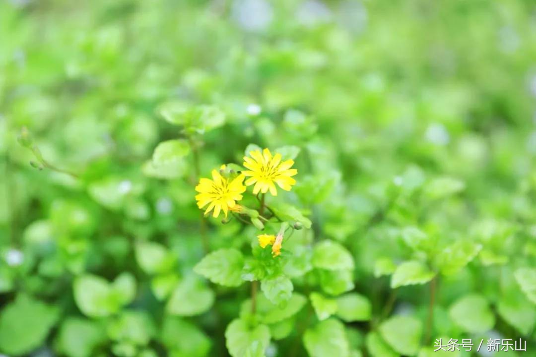 四川乐山最美的春天,乐山的春天有多美