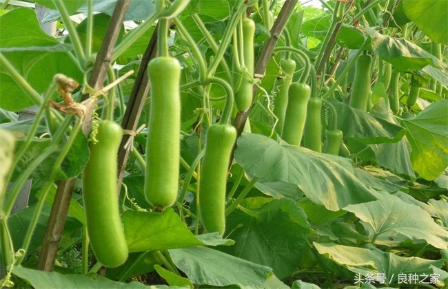 餐桌上常见的本土作物是什么,10种常见的粮食作物