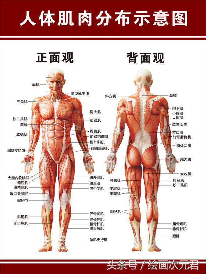 人体结构怎么画?教你如何绘画人体动态的技巧!