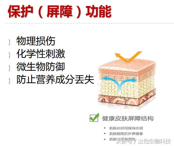 酵母活肤精华是什么牌子,活肤酵母精华