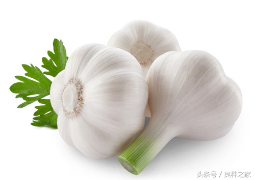 餐桌上常见的本土作物是什么,10种常见的粮食作物