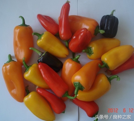 餐桌上常见的本土作物是什么,10种常见的粮食作物