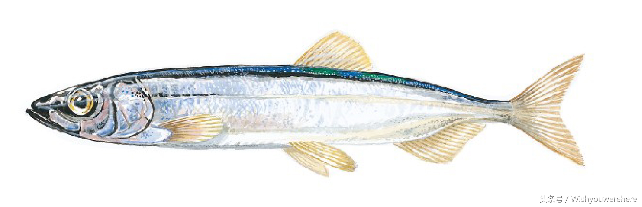 海鲜指南挪威,挪威美食海鲜大餐