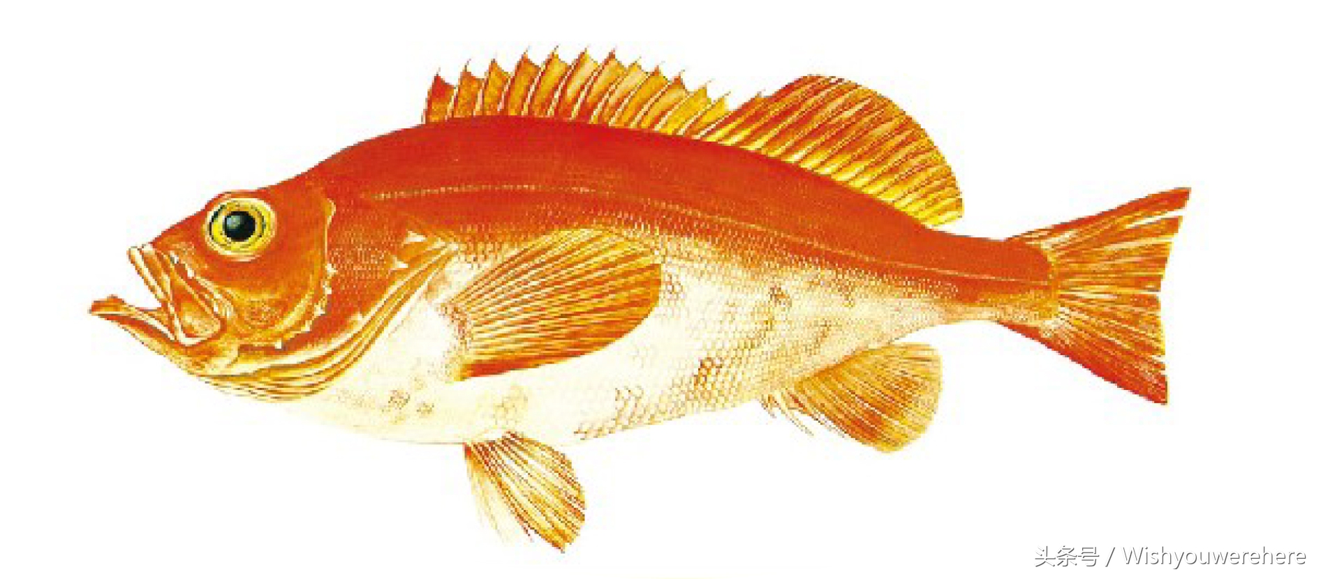 海鲜指南挪威,挪威美食海鲜大餐