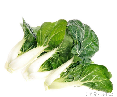 餐桌上常见的本土作物是什么,10种常见的粮食作物