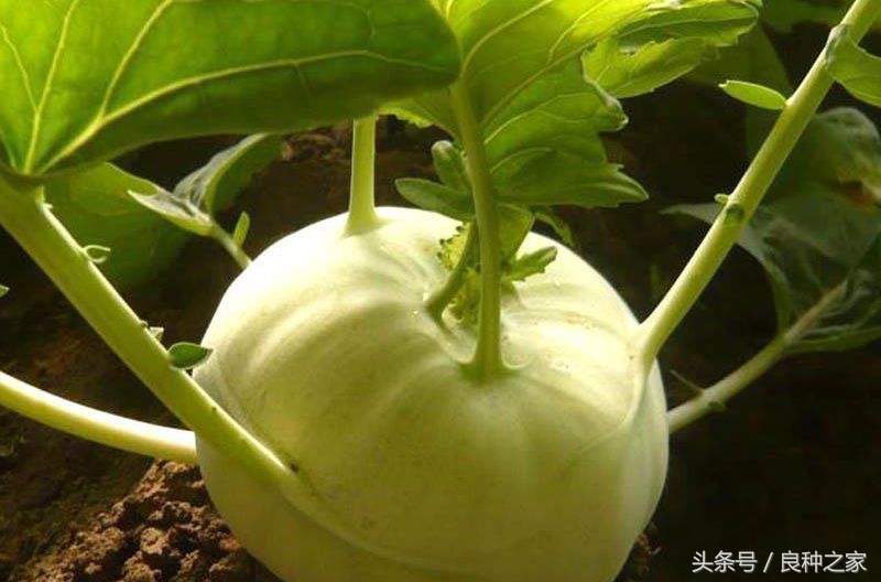 餐桌上常见的本土作物是什么,10种常见的粮食作物