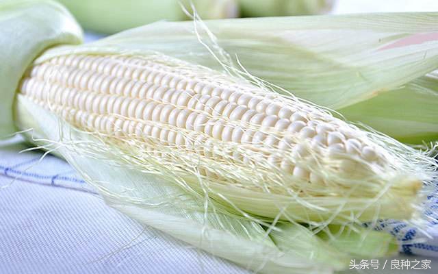 餐桌上常见的本土作物是什么,10种常见的粮食作物