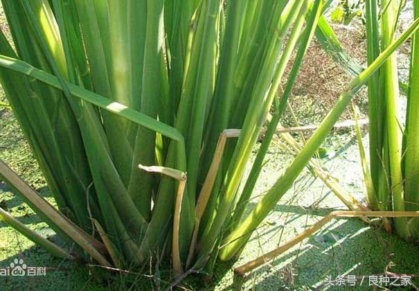 餐桌上常见的本土作物是什么,10种常见的粮食作物