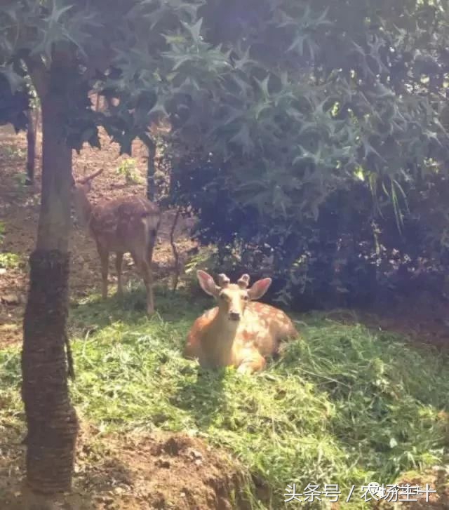 休闲农庄7大盈利模式,休闲农庄有什么前景吗