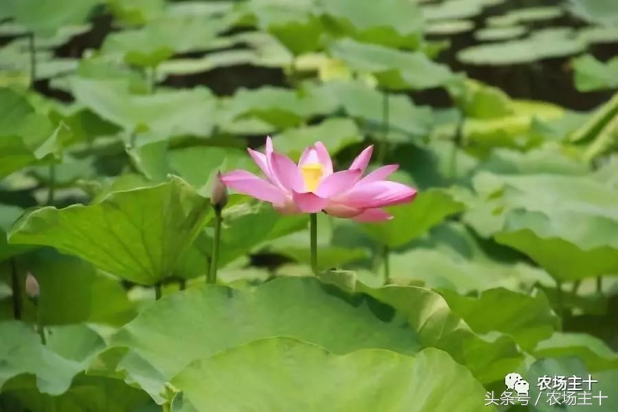 休闲农庄7大盈利模式,休闲农庄有什么前景吗