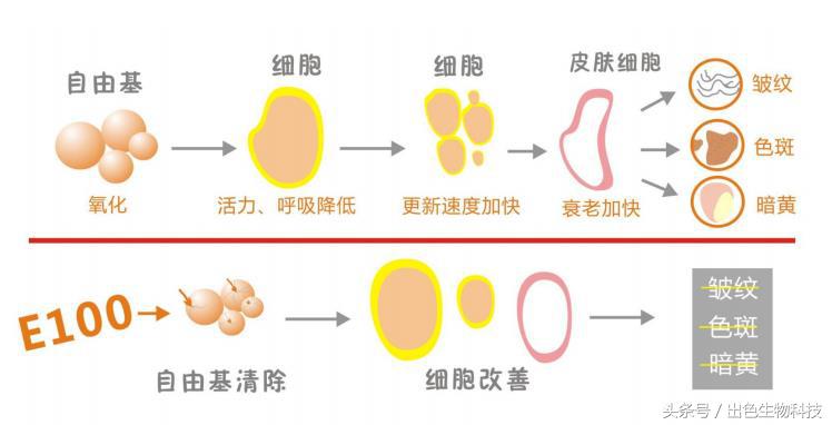 酵母活肤精华是什么牌子,活肤酵母精华