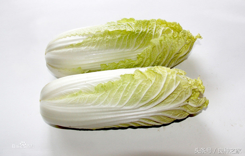 餐桌上常见的本土作物是什么,10种常见的粮食作物