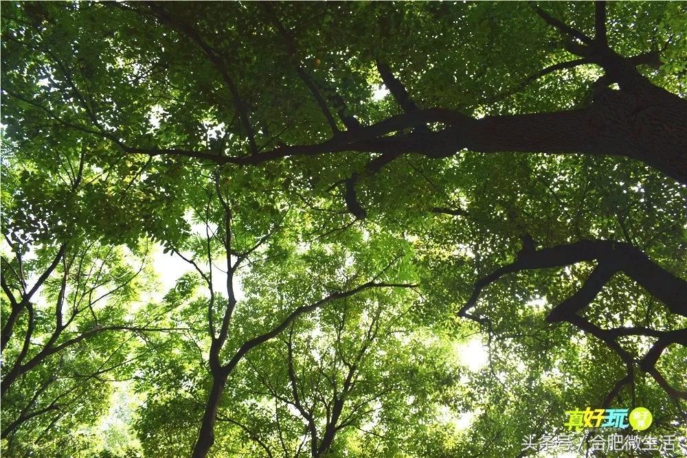 老合肥杏花公园,合肥曾经有两个杏花公园