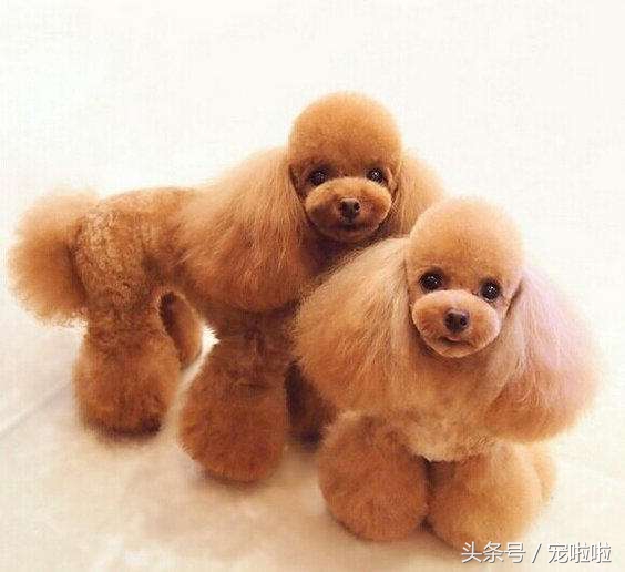 狗狗皮肤病治疗常用药,狗狗常用药必备大全