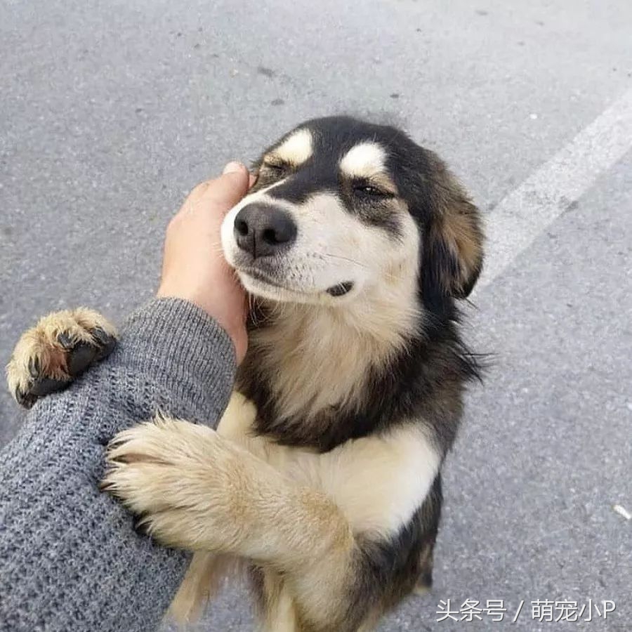 狗狗突然绝食精神不好什么原因,狗狗突然暴瘦不吃东西没精神