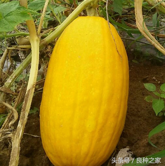 餐桌上常见的本土作物是什么,10种常见的粮食作物