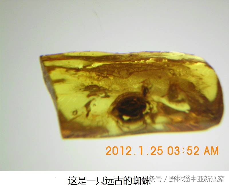 野林猫之-俄罗斯琥珀之都探秘