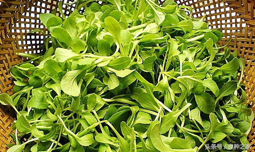 餐桌上常见的本土作物是什么,10种常见的粮食作物