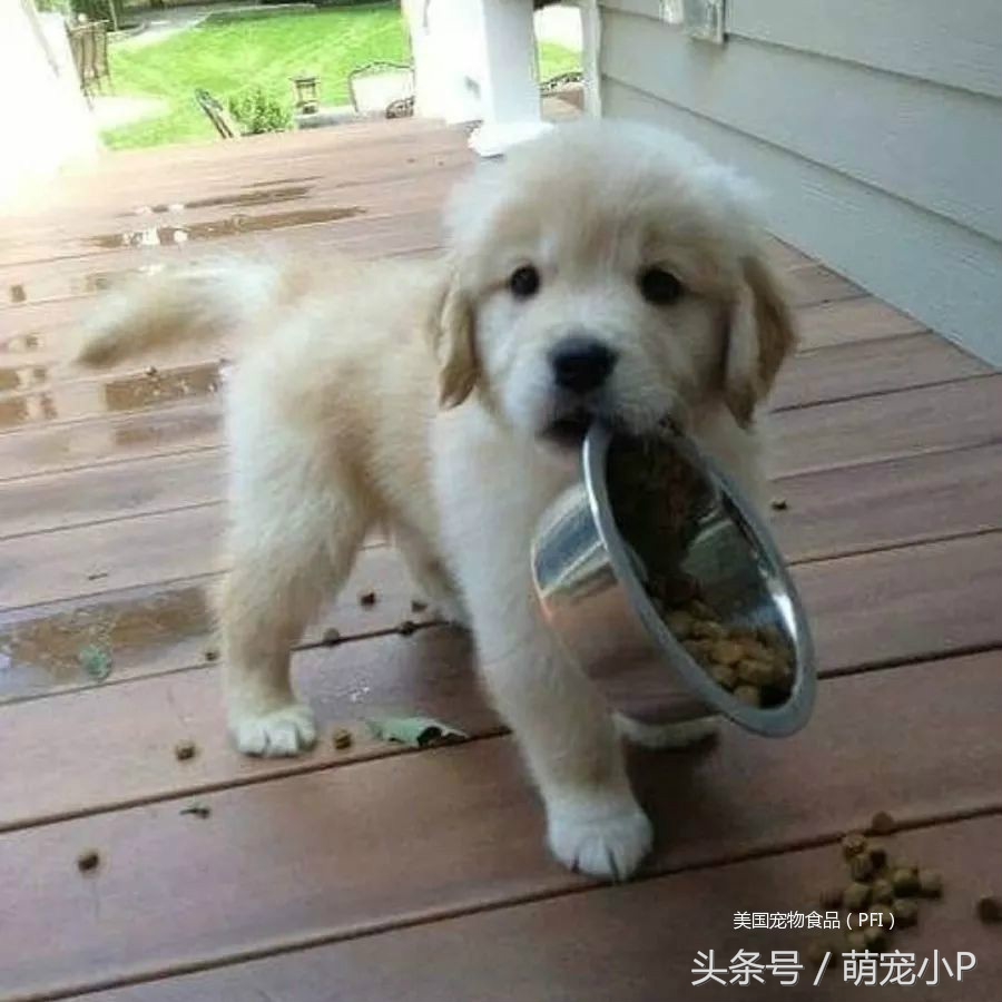 网红狗粮价格表,网红推荐的狗粮