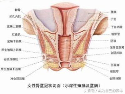 绝经后的女性不愿过夫妻生活原因