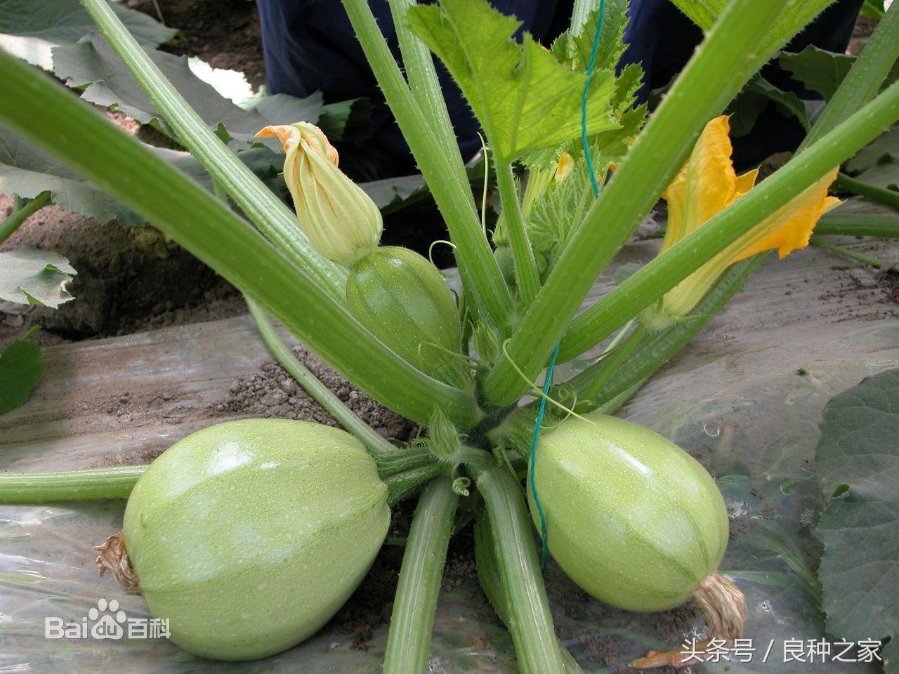 餐桌上常见的本土作物是什么,10种常见的粮食作物