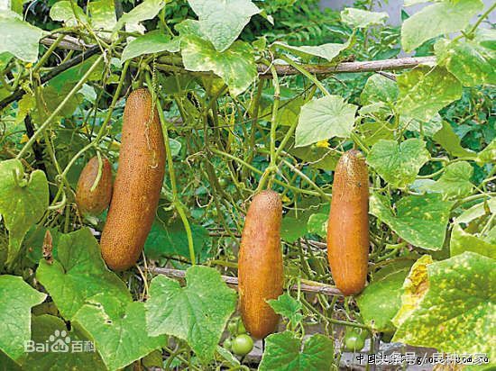 餐桌上常见的本土作物是什么,10种常见的粮食作物
