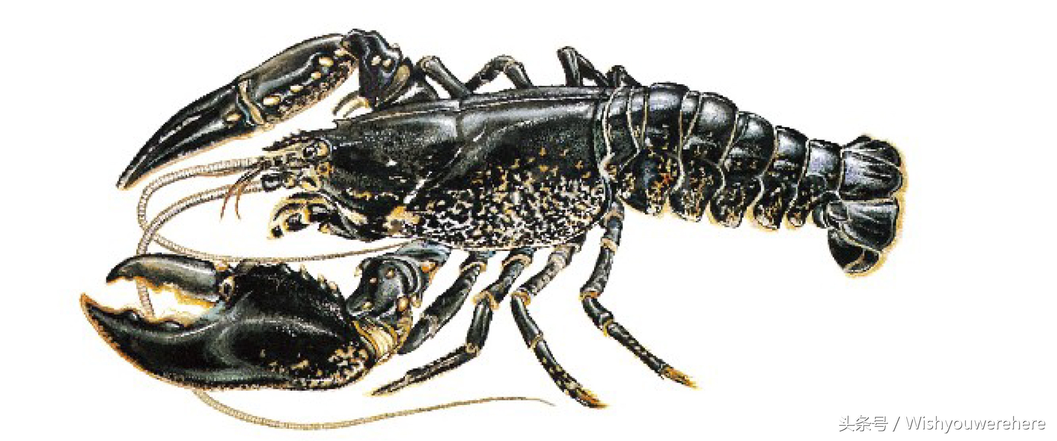 海鲜指南挪威,挪威美食海鲜大餐