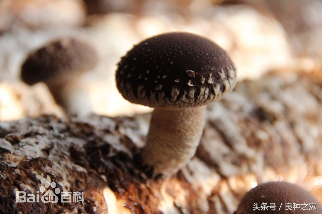 餐桌上常见的本土作物是什么,10种常见的粮食作物