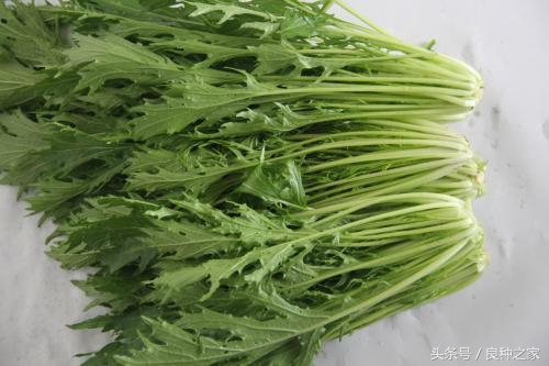 餐桌上常见的本土作物是什么,10种常见的粮食作物