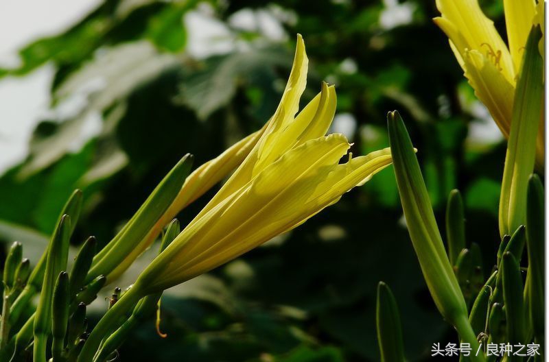 餐桌上常见的本土作物是什么,10种常见的粮食作物