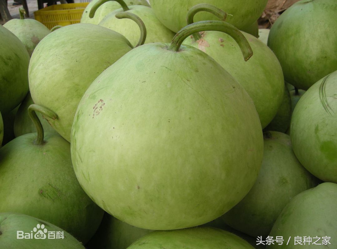 餐桌上常见的本土作物是什么,10种常见的粮食作物