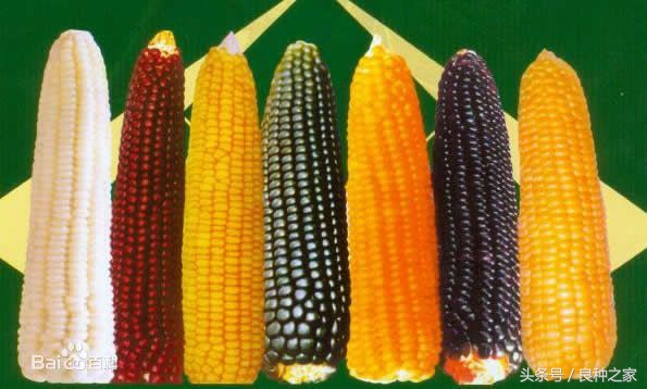 餐桌上常见的本土作物是什么,10种常见的粮食作物