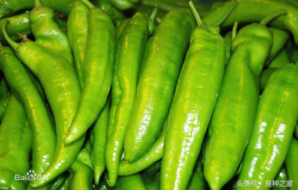 餐桌上常见的本土作物是什么,10种常见的粮食作物