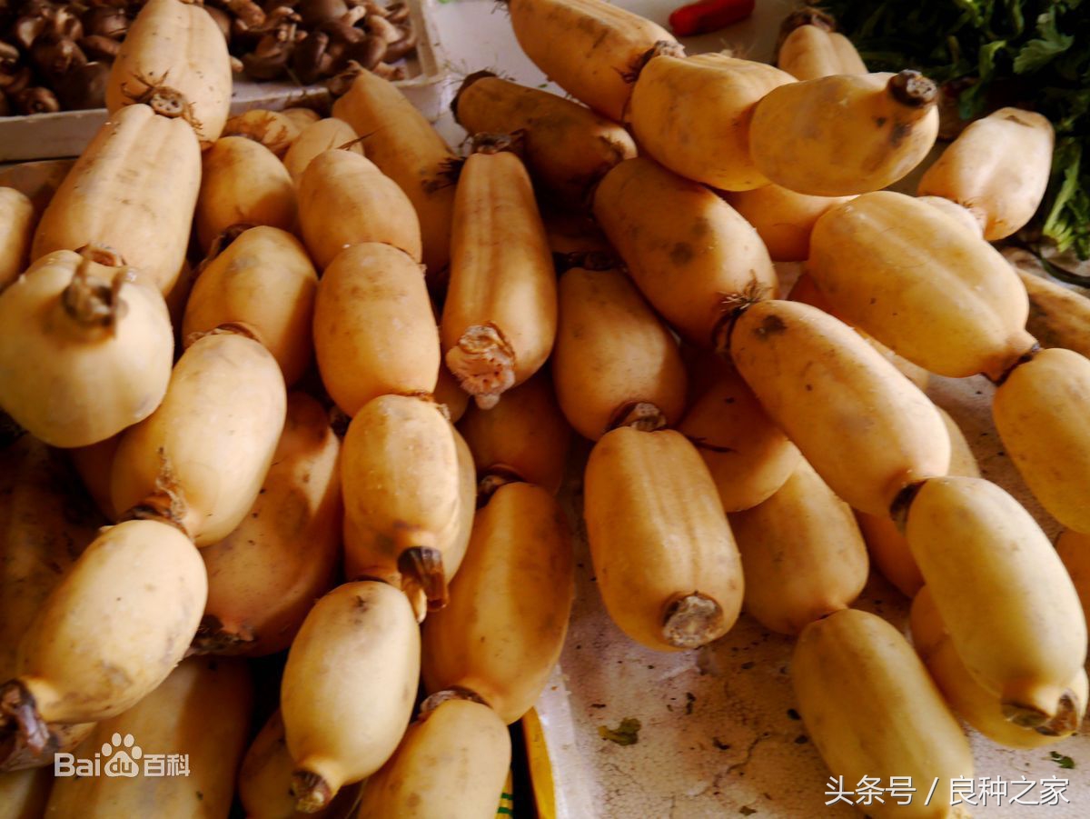 餐桌上常见的本土作物是什么,10种常见的粮食作物