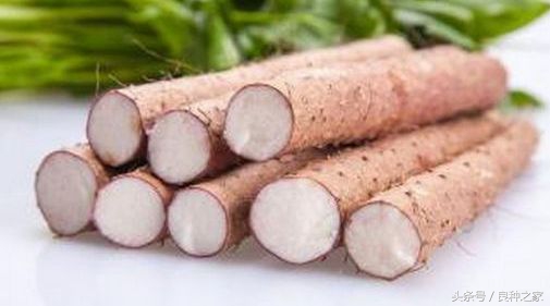 餐桌上常见的本土作物是什么,10种常见的粮食作物