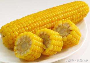 餐桌上常见的本土作物是什么,10种常见的粮食作物