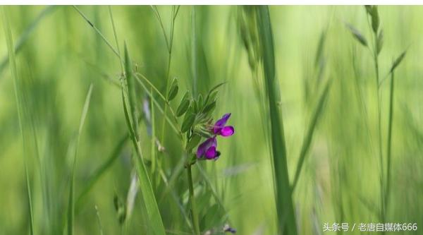 怎么评价孙少安和孙少平,如何评价孙少安