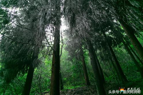 四川兴茂和重庆兴茂,重庆兴茂旅游景点
