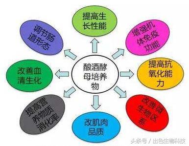 酵母活肤精华是什么牌子,活肤酵母精华