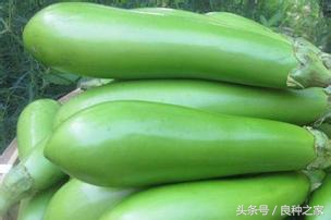 餐桌上常见的本土作物是什么,10种常见的粮食作物