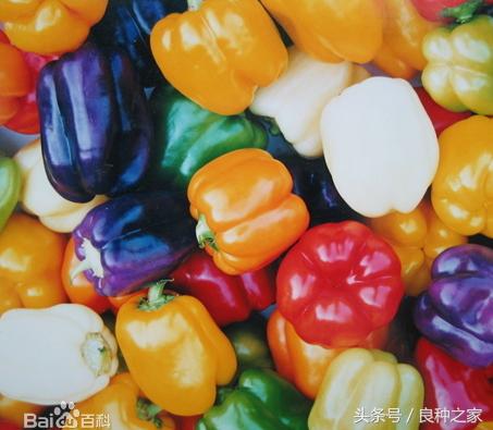 餐桌上常见的本土作物是什么,10种常见的粮食作物