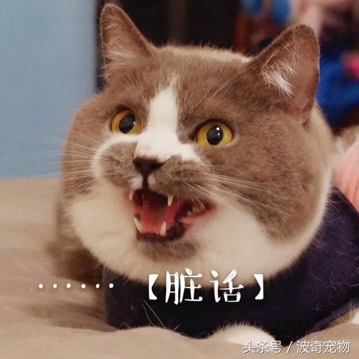 猫咪对着主人喵一声,猫咪对着主人叫但是没声音