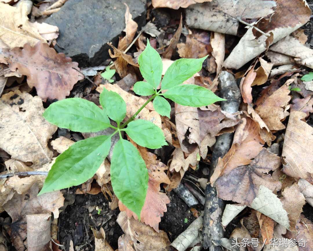 在原始森林找个地方种人参靠谱吗,原始森林的千年人参