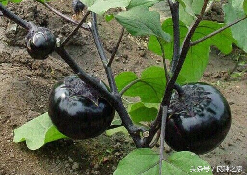 餐桌上常见的本土作物是什么,10种常见的粮食作物