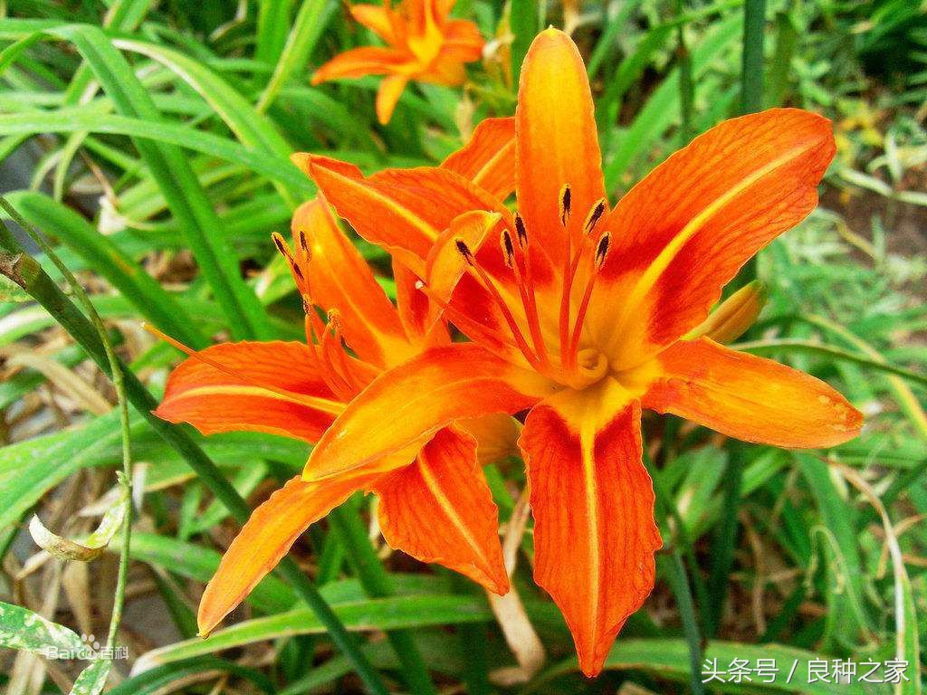 餐桌上常见的本土作物是什么,10种常见的粮食作物