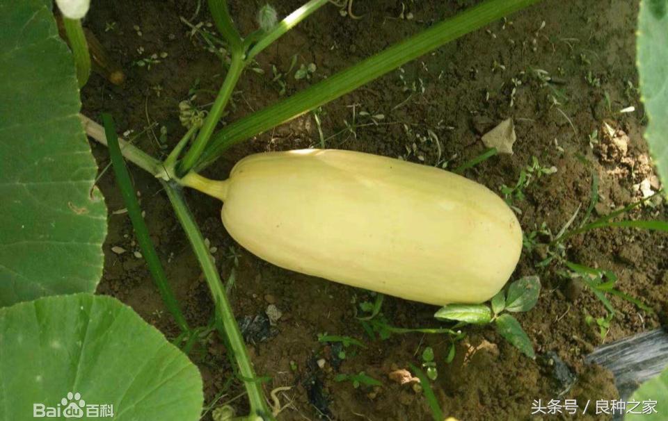 餐桌上常见的本土作物是什么,10种常见的粮食作物