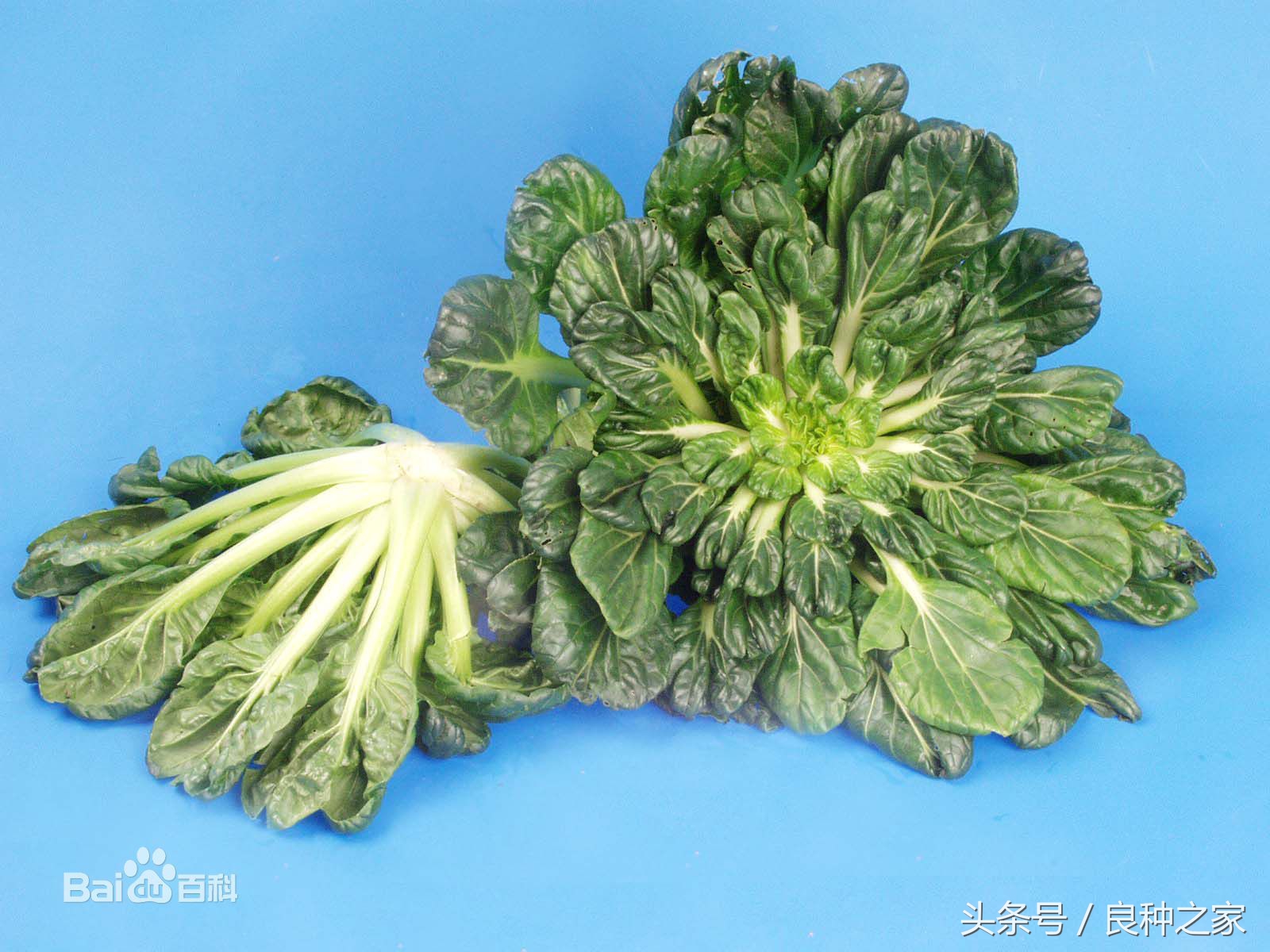 餐桌上常见的本土作物是什么,10种常见的粮食作物