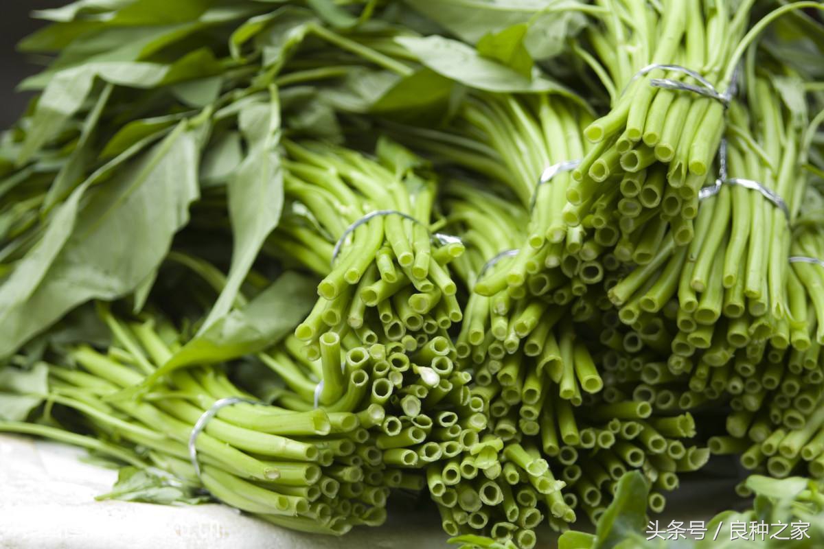 餐桌上常见的本土作物是什么,10种常见的粮食作物